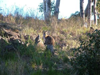 I think this might be a wallaby. It's certainly different to the vast majority of 'roos we saw and is definitely wallabesque in body shape.