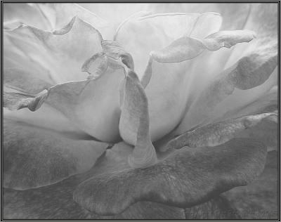 Petals Like Clouds In B&W