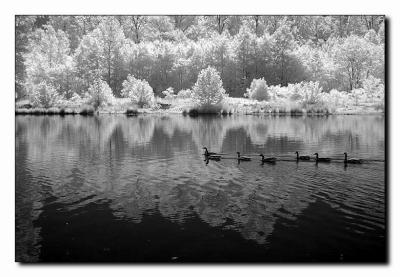 7 Ducks.jpg