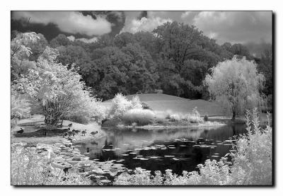 The Pond.jpg