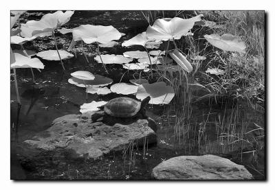 Turtle.jpg
