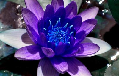 Water Lily.jpg