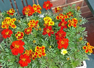 222 Marigolds 1.jpg