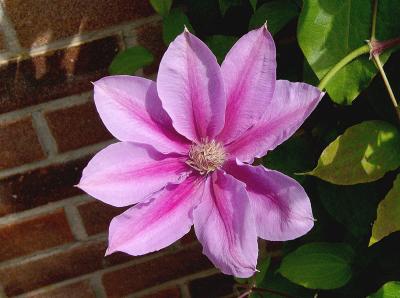 224 Clematis blossom 2.jpg