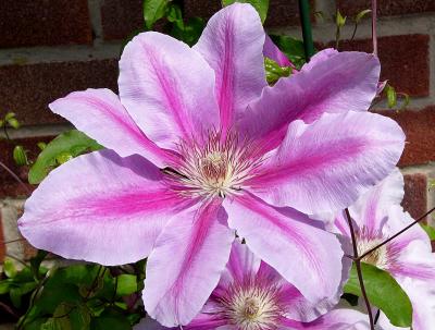 228 Clematis blossom 3.jpg