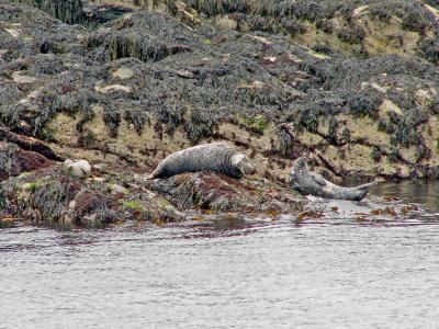 510 Grey seals basking.jpg