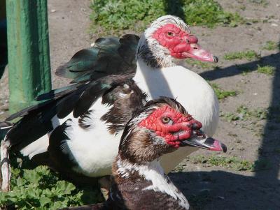 415 Ducks close-up.jpg