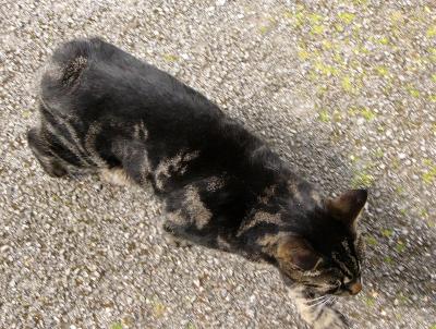 430 Manx cat.jpg
