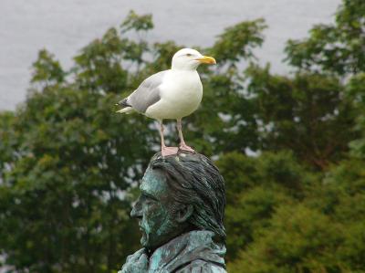 459 Seagull on statue.jpg