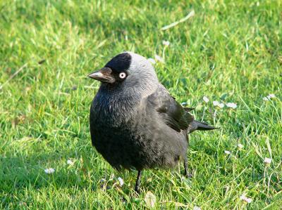 488 Jackdaw.jpg