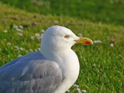489 Seagull.jpg