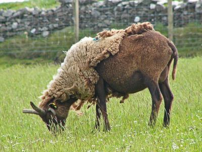 500 Loughten sheep.jpg