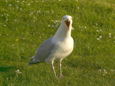 Isle of Man