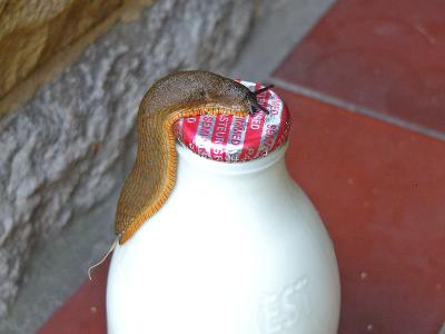 646 Slug on milk bottle.jpg