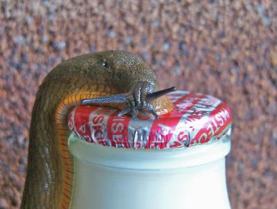 649 Slug on milk bottle.jpg