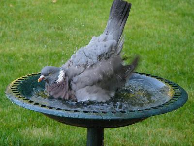 730 Pigeon bathing.jpg