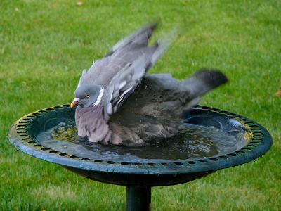 731 Pigeon bathing.jpg