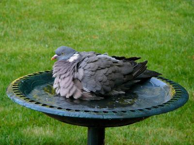 733 Pigeon bathing.jpg