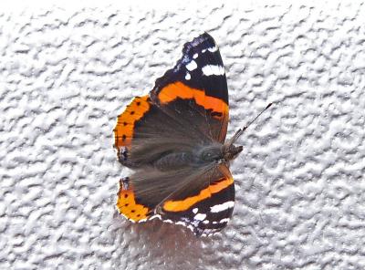 783 Red Admiral.jpg