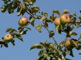 157 Apples.jpg