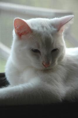 Atooru, age 1 year :)