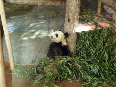 Panda1.jpg