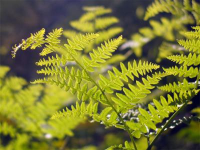 Backlit fern