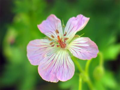 Wild cranesbill