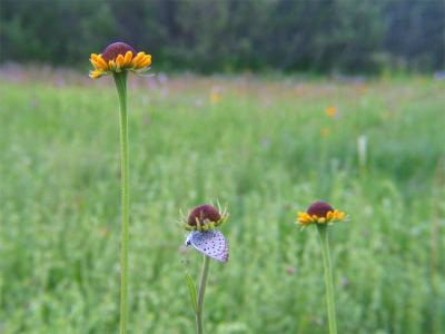 Sneezeweed and sleeping butterfly