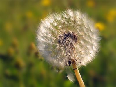 Dandilion