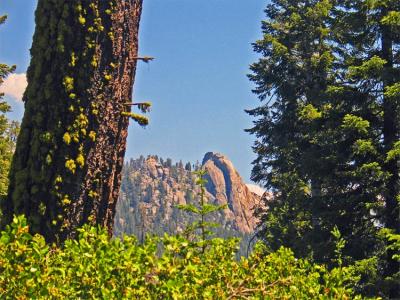 The Needles from the Freeman Grove
