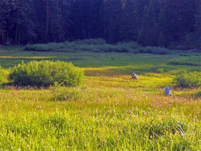 Early morning in the meadow