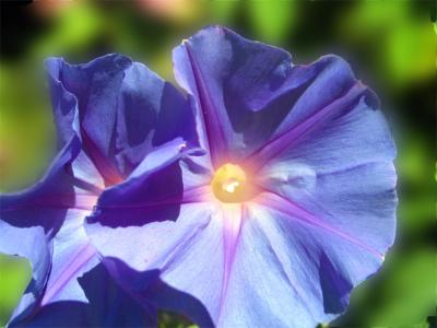 Blue Morning Glories