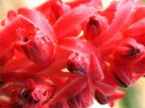 Snow Plant macro