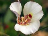 Mariposa Lily