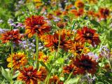 Gaillardia in a shopping center flowerbed