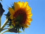 Giant Sunflower