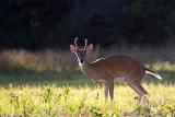 IMG_9117.jpg
