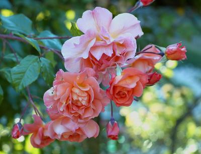 Berkeley Rose Garden 5-29-05