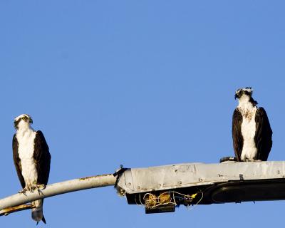 Birds