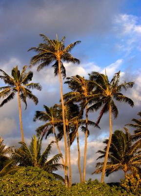 Oahu 9-05