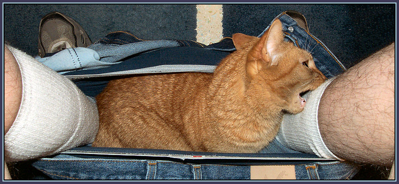 Feline Distractions by Jim H.