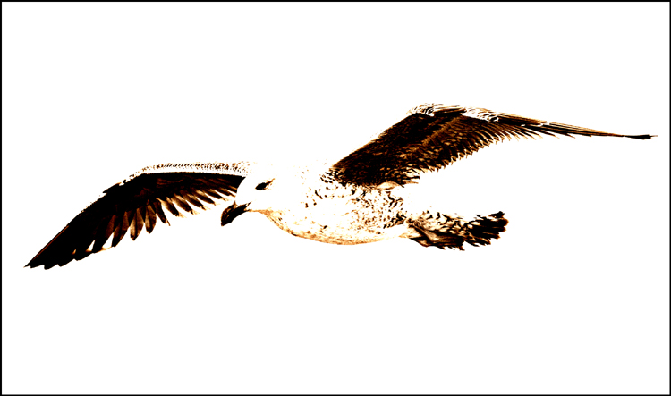 Gull-002 by England Kev.