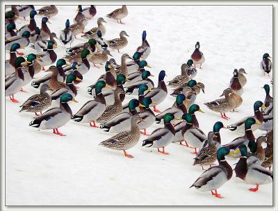 mallards on parade by brent ( 7th Place )