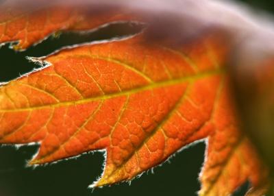 maple leaf, by Rich