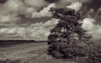 Lonesome Pine - by - England Kev.