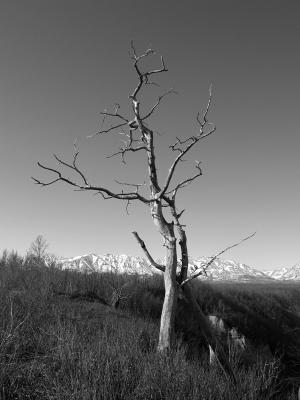Tree and Mountains B&W by Drew