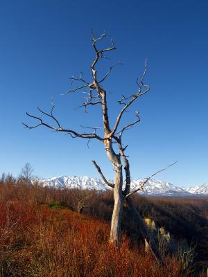 Tree and Mountains by Drew