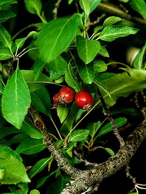 Fruit of the Tree by Bob K.