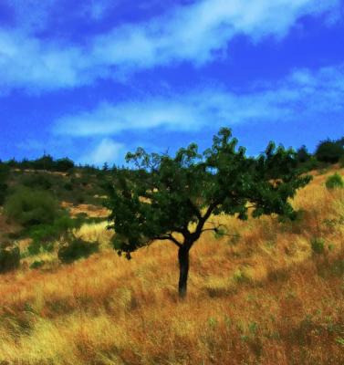 v3/07/527607/3/46966601.murattree.jpg